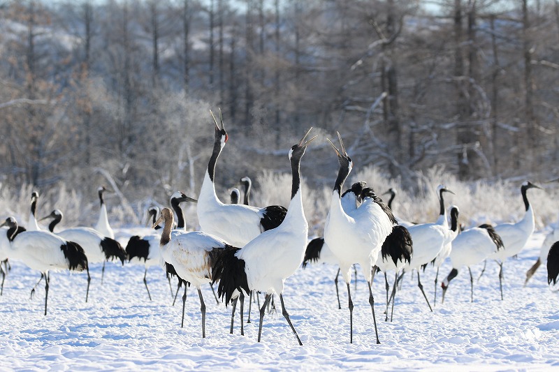 国の天然記念物「タンチョウ」を絶滅から守る活動